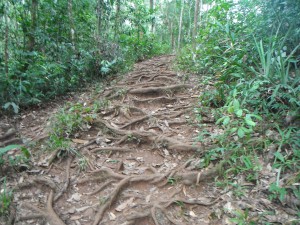 This is what much of the Kokoda Track looks like