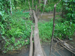 Part of the Kokoda Trail