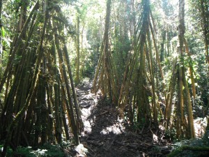 Some interesting treas along the Kokoda Trail