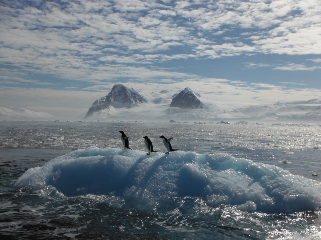 kosher Penguins Antarctica 